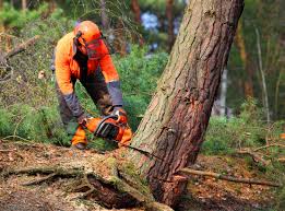 Best Tree and Shrub Care  in Hull, IA