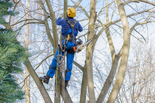 Best Hedge Trimming  in Hull, IA