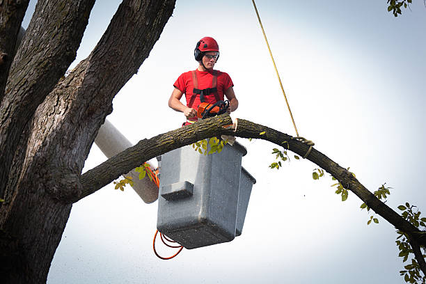 Best Hazardous Tree Removal  in Hull, IA